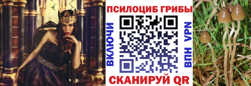 что такое   Медвежьегорск  Галлюциногенные грибы Cubensis 